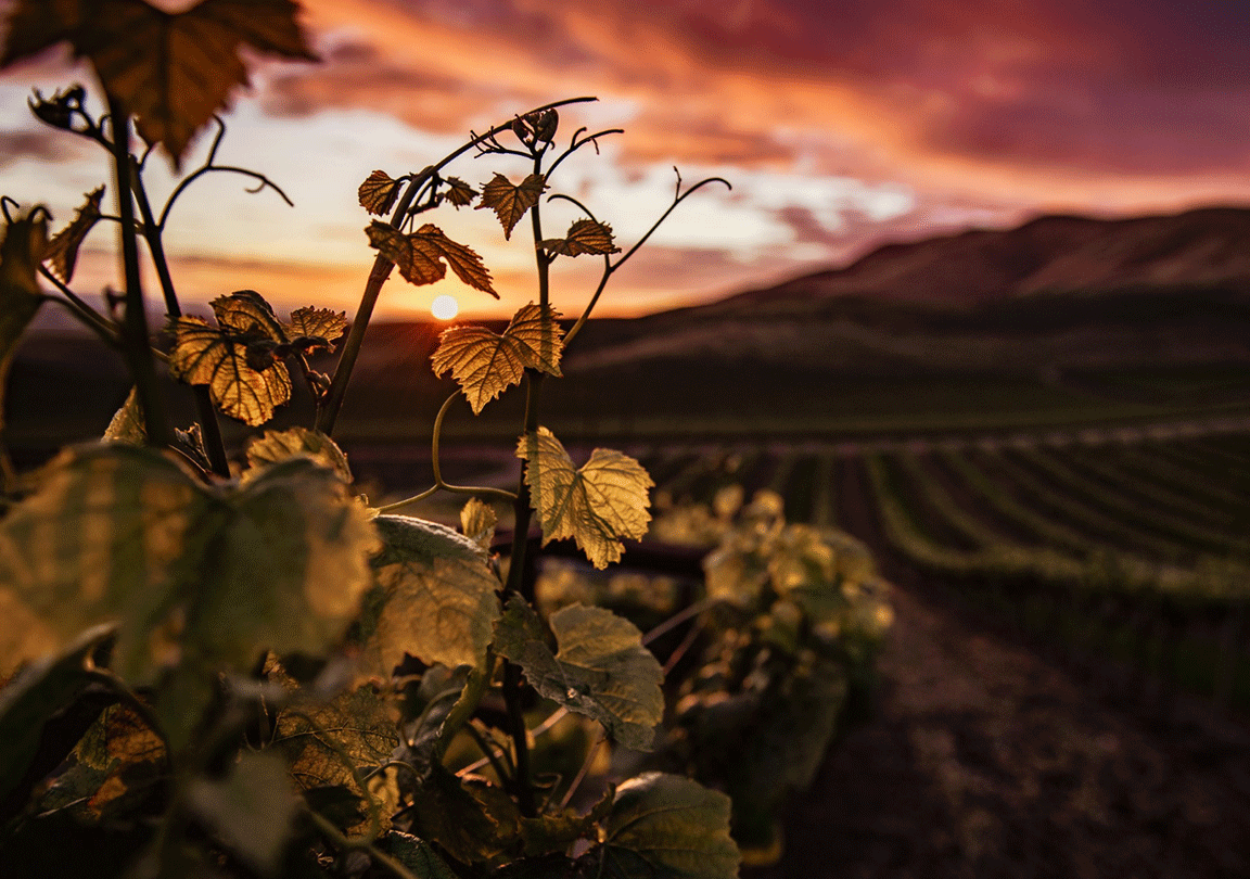 fondo-vinos